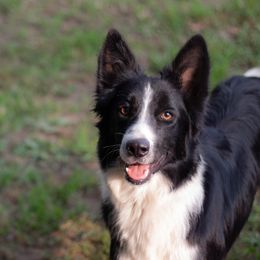 Lola - Border Collie