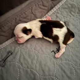 Boy 2 - Brindle and white male Shih Tzu puppy in Allendale, Michigan from Rooks' Shih Tzus