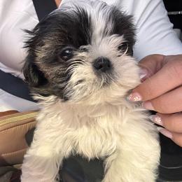 Miley - Tricolor female Shih Tzu puppy in Azusa, California from RJ Shih Tzu lover
