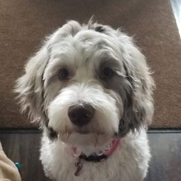 Trixie - Aussiedoodle