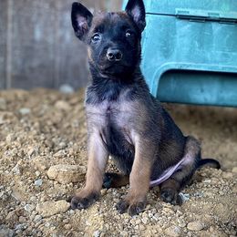 Belgian Malinois and xDutch Shepherd Puppies from Ruach Kaizen Malinois