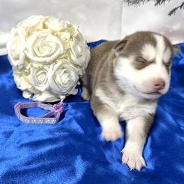 Elsa - Red and white female Siberian Husky puppy in Vail, Iowa from Homegrown Huskies
