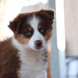 Leo - Red tri male Miniature Australian Shepherd puppy in Goliad, Texas from Sassy Lil Aussies and Diamond W Poodles