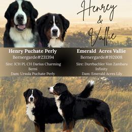 Bernese Mountain Dog puppies from Hickory Hills Farm