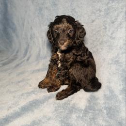 Draco F1b - Black and tan male Cavapoo puppy in Wamego, Kansas from Doodles of Oz