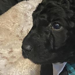 Poodles from Cassundra Parker's Poodles