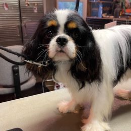 Bruno - Cavalier King Charles Spaniel