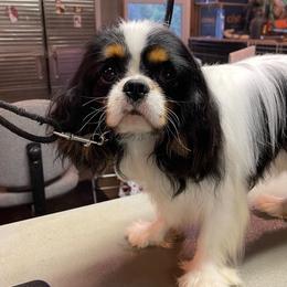 Bruno - Cavalier King Charles Spaniel