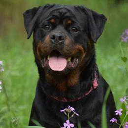 Nova - Rottweiler