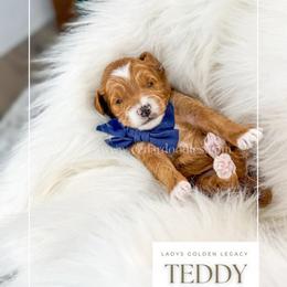 Teddy - Red  male Goldendoodle puppy in Cedar City, Utah from Cedar Doodles- Home of the Teddybear Goldendoodle