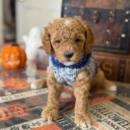 Rocky - Red  male Poodle puppy in Cedar City, Utah from Precious Paws Ranch