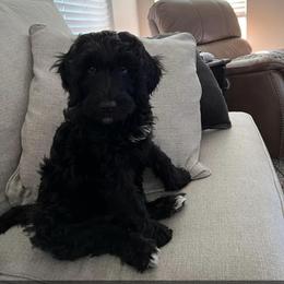 Goldendoodle Puppies from Thompson Creek Doodles