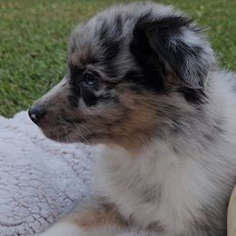 Boy 6 - Blue merle Australian Shepherd puppy in Georgia from Southern Bred Aussies