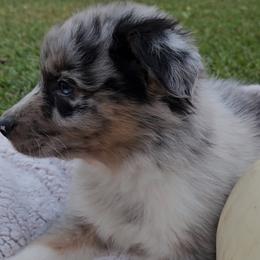 Boy 6 - Blue merle Australian Shepherd puppy in Georgia from Southern Bred Aussies