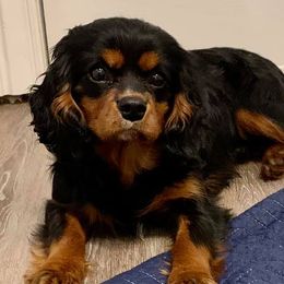 Cavalier King Charles Spaniels and Cavapoos from Okie Cavaliers & Goldens
