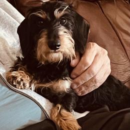 Boogie - Black and tan male Dachshund puppy in Belton, Texas from Dominos Ch Mini Dachshunds