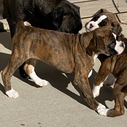Tulip - Brindle Boxer puppy in Custer, South Dakota from Tracy's Boxers