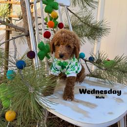 Bernedoodle, Cavalier King Charles Spaniel, Cavapoo, Goldendoodle, and Poodle Puppies from Gypsi Doodles & Poodles LLC.