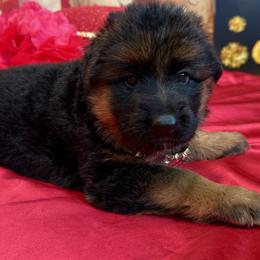 ADA YELLOW - Black and red female German Shepherd puppy in Yorkville, Illinois from Vom Archbold Haus World Class German Shepherds
