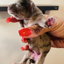 Gucci - Blue merle female Pomeranian puppy in Tucson, Arizona from Kristy's Pomeranians