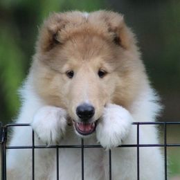 Collie Puppies from Glenelg Collies