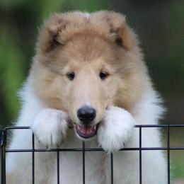 Collie Puppies from Glenelg Collies