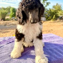 Valor - Parti male Poodle puppy in Meadowbrook, California from Standard Poodle Pups
