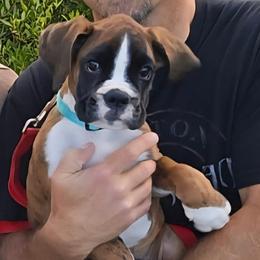 Boxer All Grown Up from Rorschach Boxers