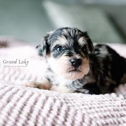 Mage - Merle female Schnoodle puppy in Grove, Oklahoma from Grand Lake Poodles & Doodles