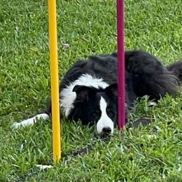 Border Collies from Janet Wagner's Border Collies