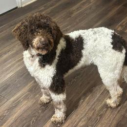 Millie - Goldendoodle