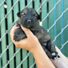 Denali - Red girl - Sable female German Shepherd puppy in Oakley, California from Von Guadachi German Shepherds & Audacity Border Collies