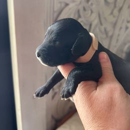 Cockapoo, Goldendoodle, and Poodle Puppies from Clad Doodles