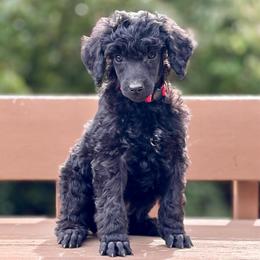 Button - Red Collar - Phantom male Poodle puppy in Eugene, Oregon from Mount Zion Kennels