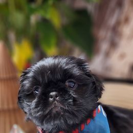 Shih Tzu Puppies from AZSHIHTZCREW