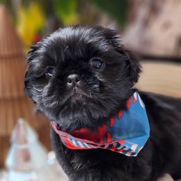 Shih Tzu Puppies from AZSHIHTZCREW