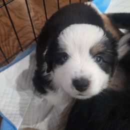 Jasper - Black tri male Miniature American Shepherd puppy in Santa Rosa, California from BennettValleyAussies