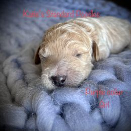 Poodle Puppies from Katie’s Standard Poodles