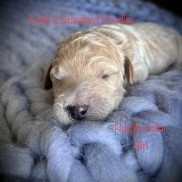 Poodle Puppies from Katie’s Standard Poodles