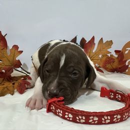 Red - Liver and white male German Shorthaired Pointer puppy in Newton Grove, North Carolina from Wayalife Labradors & Gsp’s
