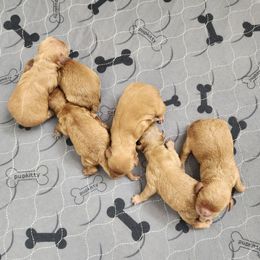 Cavalier King Charles Spaniel and Cavapoo Puppies from Heart Mountain Cavaliers