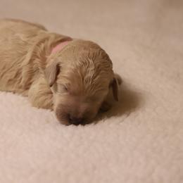Lila - Cream female Goldendoodle puppy in Macclenny, Florida from Baker County Goldendoodles