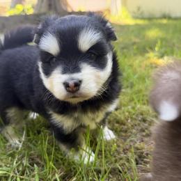 Cory - Black and white male Pomsky puppy in Auburn, Washington from Periwinkle Pomskies