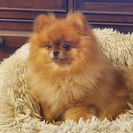 Tommy - Pomeranian
