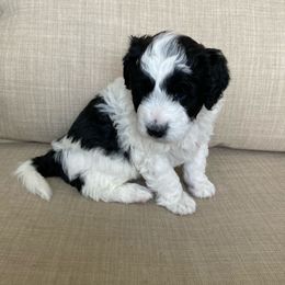 Aussiedoodle Puppies from Ford Canyon Aussidoodles