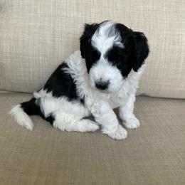 Aussiedoodle Puppies from Ford Canyon Aussidoodles