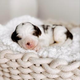 Green boy - Tri-color male Australian Labradoodle puppy in Syracuse, Indiana from The Doodle Cove