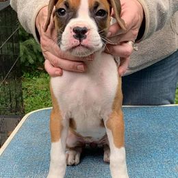 Boxer Puppies from OTR Boxers