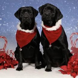 Labrador Retrievers from Potomac Creek Labradors