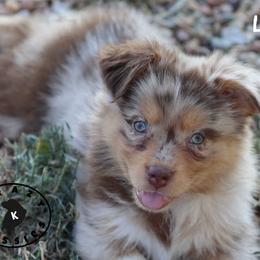 Lita - Red merle female Miniature Australian Shepherd puppy in Garden Plain, Kansas from Krazy K Aussies